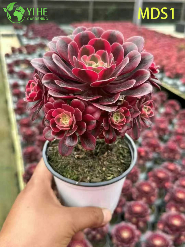 Wholesale Aeonium Medusa Live Plant Red And Black Rosette Succulent Bonsai