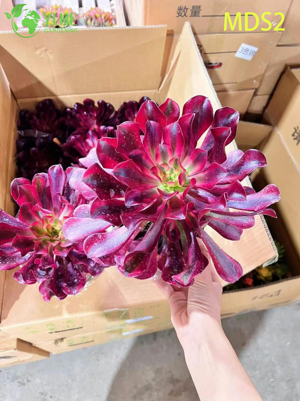 Wholesale Crested Aeonium Medusa Rare Cristate Succulent Live Plant Bonsai