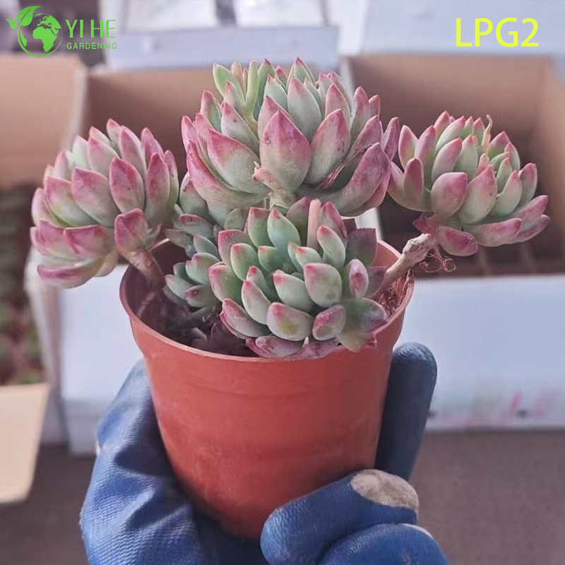 Lush Pink Echeveria Succulent Cluster for Home Decor Bonsai