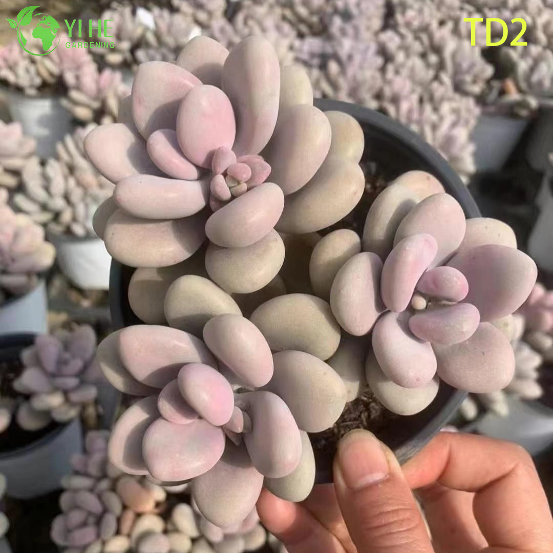 Wholesale Lavender Pink Moonstones Succulent Live Plant Cluster Bonsai