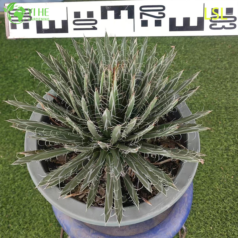 Large Variegated Agave Live Plant for Outdoor Landscape Decor Bonsai