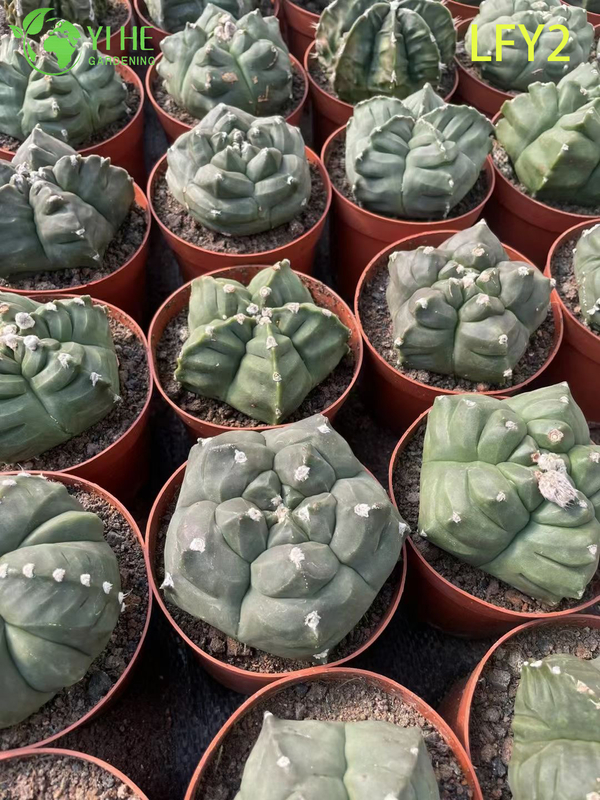 Premium Sunrise Variegated Astrophytum Myriostigma Cactus Wholesale Bonsai