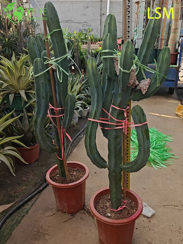 Wholesale Blue Myrtle Cactus Myrtillocactus Geometrizans Live Succulent Plant Bonsai