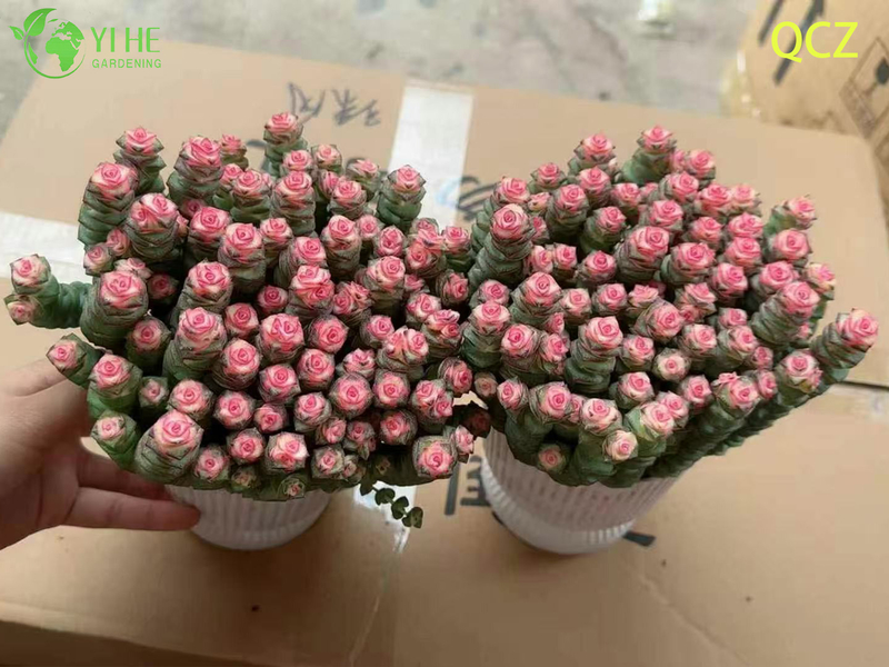Live Pink Variegated Necklace Vine Succulent Crassula Wholesale Cluster Bonsai