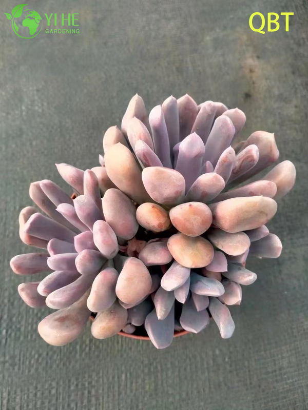 Wholesale Echeveria Cupid Succulent with Heart-Shaped Leaves Bonsai