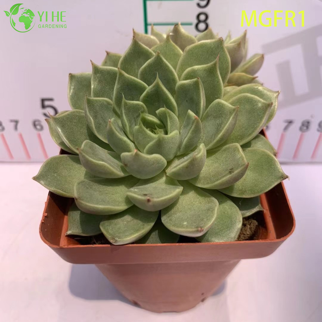Wholesale Echeveria Madame Rose Live Succulent Lotus Plant Bonsai