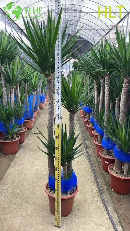 Wholesale Multi-Stem Yucca Cane Tree Live Indoor Houseplant Bonsai