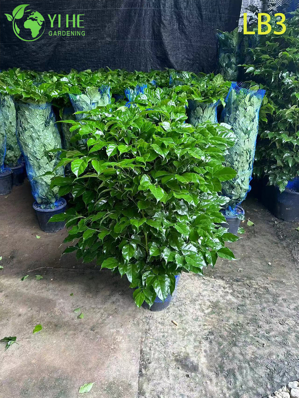 Wholesale Mini Ginseng China Doll Plant Exposed Root Bonsai