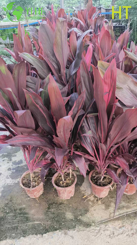Wholesale Red Ruby Cordyline Ti Plant for Tropical Landscaping Bonsai