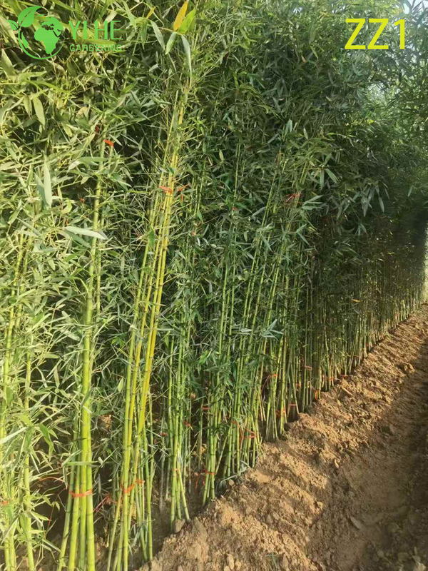 Wholesale Live Bamboo Plant Canes for Garden Privacy Screen Bonsai
