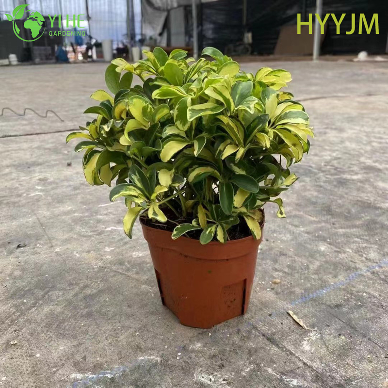 Wholesale Golden Variegated Schefflera Umbrella Tree Plant Bonsai