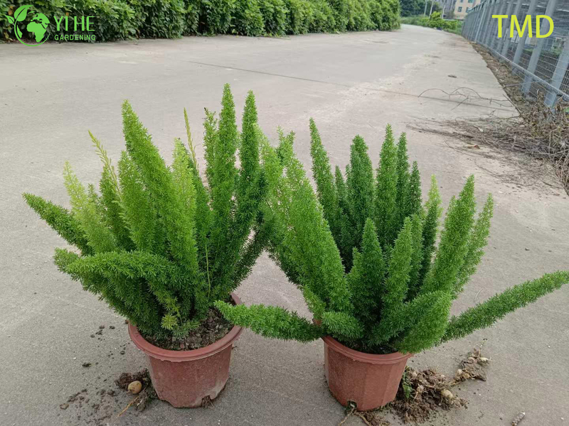 Wholesale Foxtail Fern Live Asparagus Plume Accent Plant Bonsai