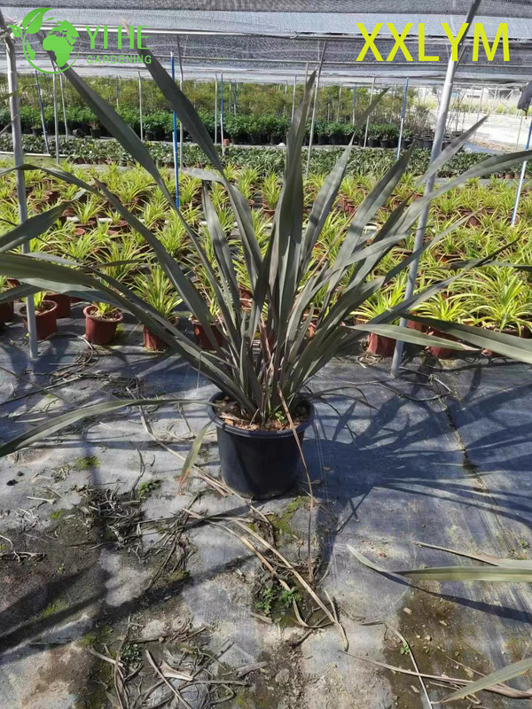Wholesale Bronze New Zealand Flax Live Architectural Phormium Plant Bonsai