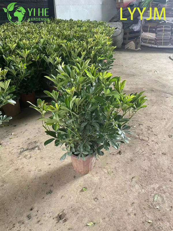 Wholesale Green Schefflera Dwarf Umbrella Tree Live Indoor Plant Bonsai