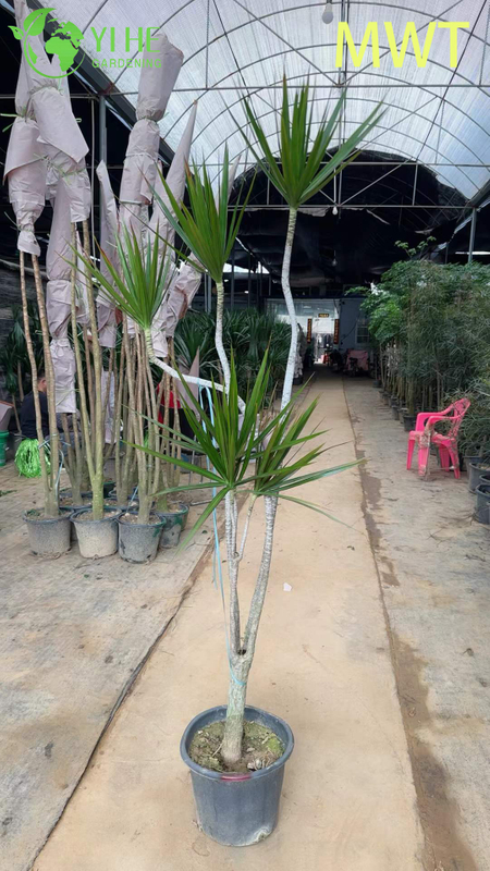 Wholesale Red-Edged Dracaena Marginata Live Multi-Stem Plant Bonsai