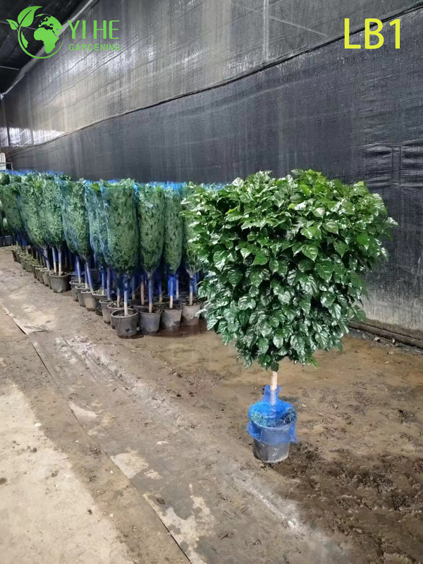 Wholesale China Doll Plant Two Ball Topiary Live Indoor Tree Bonsai