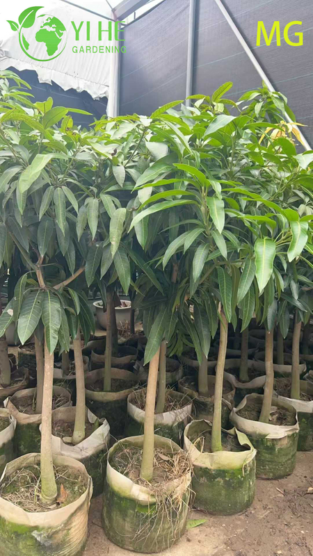 Grafted Live Mango Indica Tree with Sweet Tropical Golden Fruits Bonsai