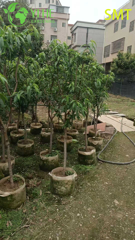 Prunus Persica Honey Peach Tree with Juicy Sweet Aromatic Fruit Bonsai