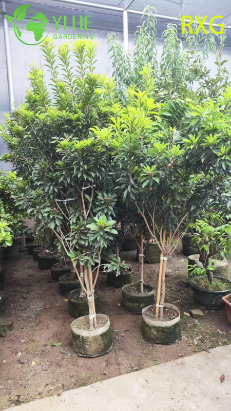 Live Manilkara zapota Sapodilla Chikoo Tree with Sweet Brown Sugar Fruit Bonsai