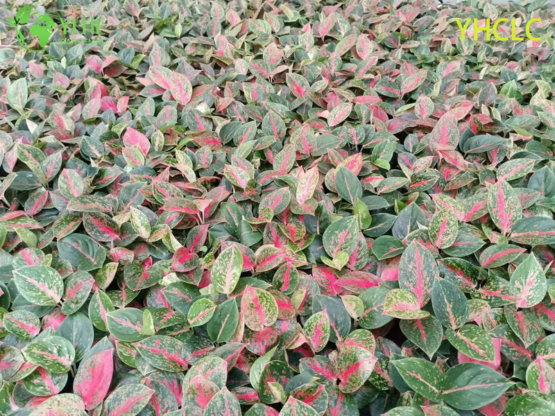 Wholesale Aglaonema Fireworks Live Chinese Evergreen Starter Plug Seedlings