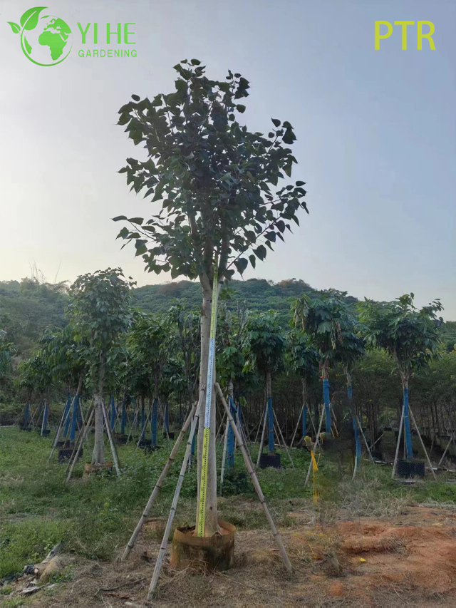 Sacred Bodhi Tree Ficus Religiosa for Temple Garden Landscaping Tree