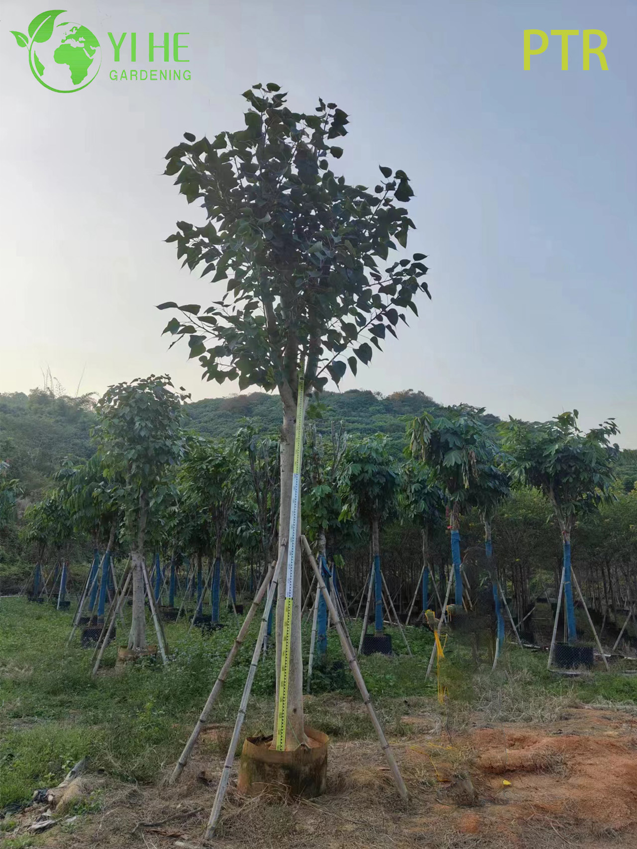 Sacred Bodhi Tree Ficus Religiosa for Temple Garden Landscaping Tree