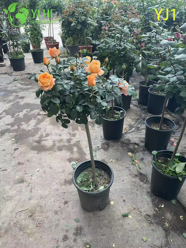 Wholesale Pink Bicolor Rose Tree Standard Live Flowering Plant Bonsai