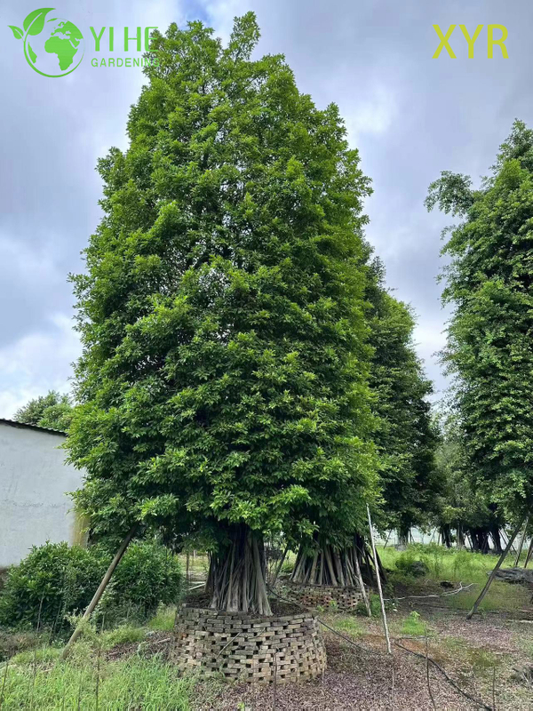 Dense Evergreen Ficus Nitida Indian Laurel for Hedging and Screening Tree