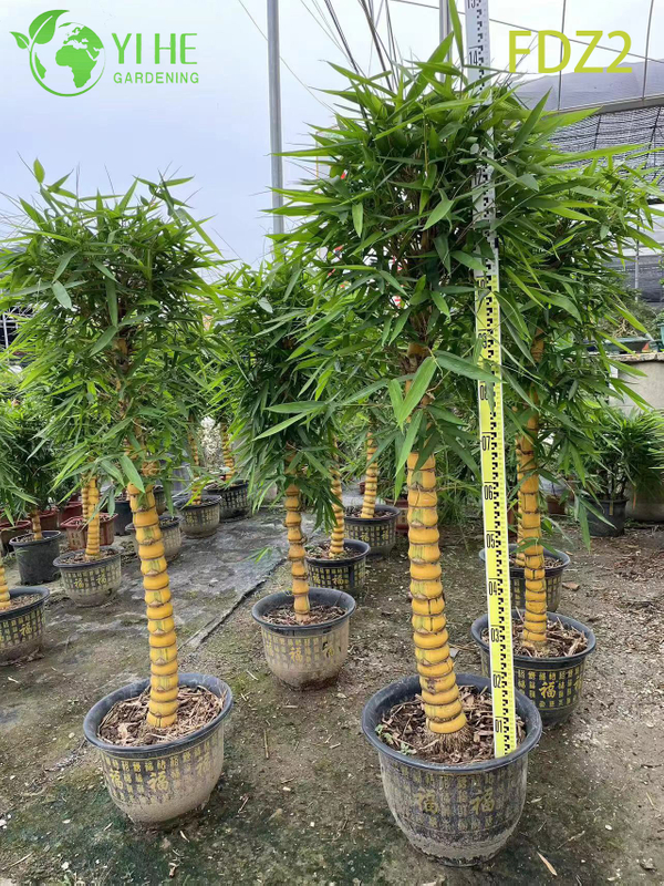 Ornamental Clumping Buddha Belly Bamboo for Bonsai and Screening Bonsai