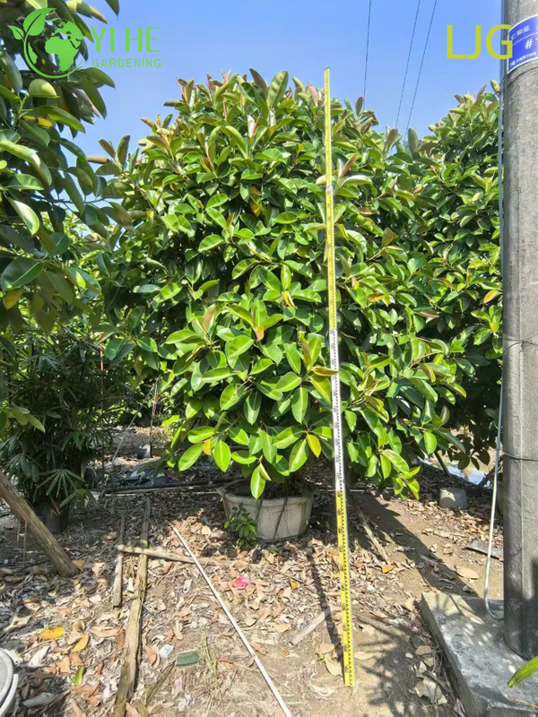 Large Glossy Leaf Ficus Elastica Rubber Plant for Modern Interiors Bonsai
