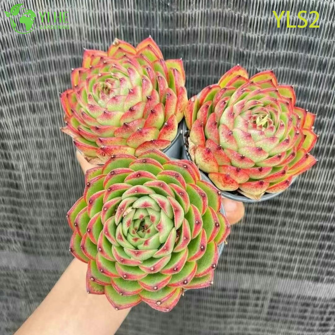 Wholesale Echeveria Taurus Live Korean Hybrid Succulent Plant Bonsai