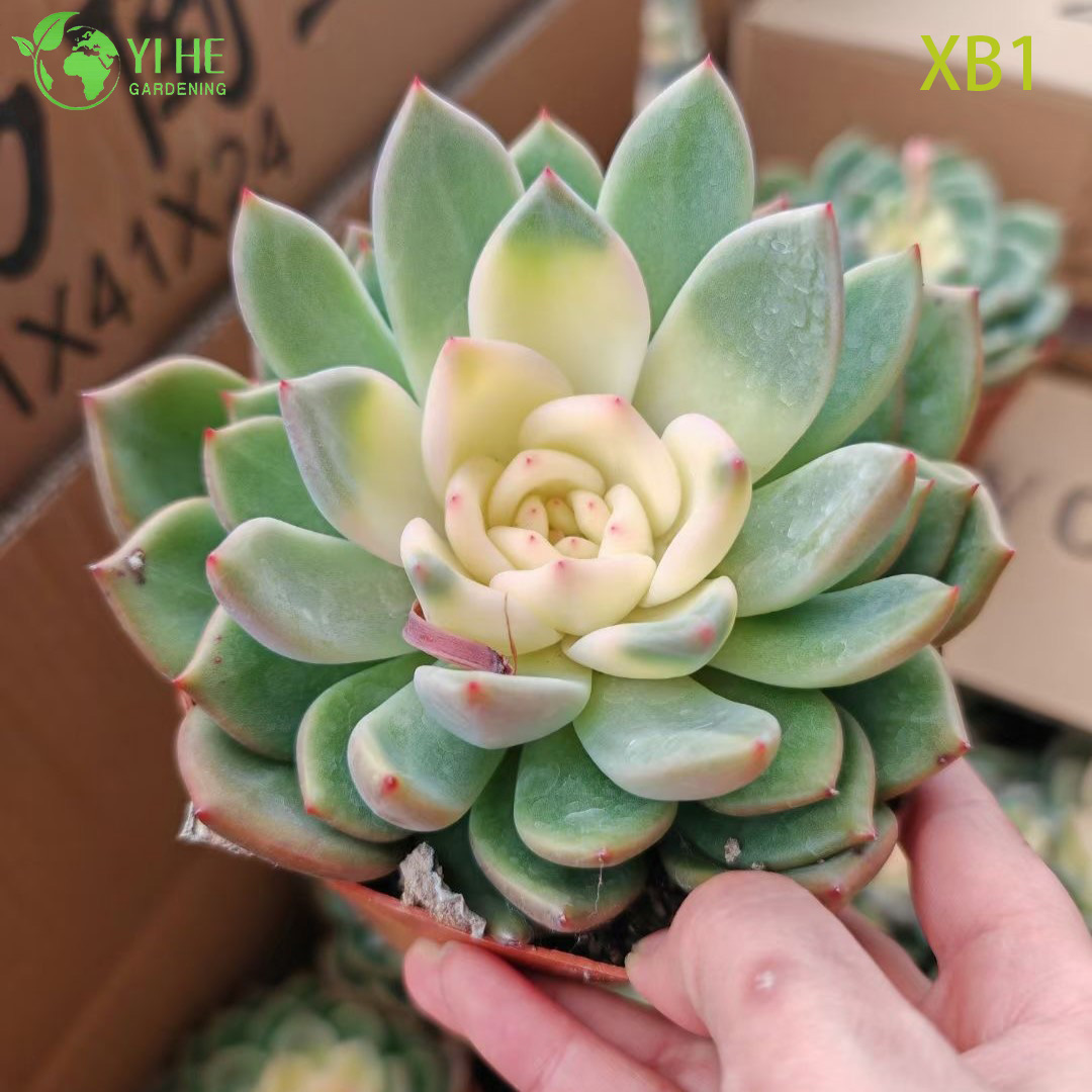 Wholesale Echeveria Champagne Succulent with Creamy Center Bonsai