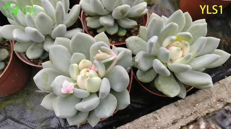 Wholesale Echeveria Agavoides Lipstick Live Succulent Plant Bonsai