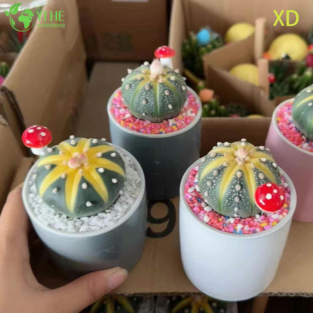 Wholesale Astrophytum Asterias Star Cactus Live Spineless Plant Bonsai