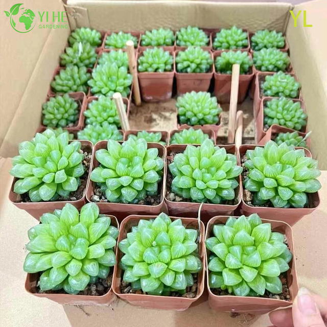 Live Purple Colored Haworthia Yulu Crystal Succulent Plant Wholesale Bonsai