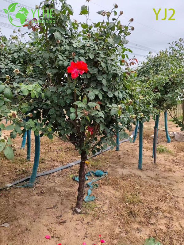 Wholesale Red Standard Rosa Chinensis Tree for Garden Landscaping Bonsai