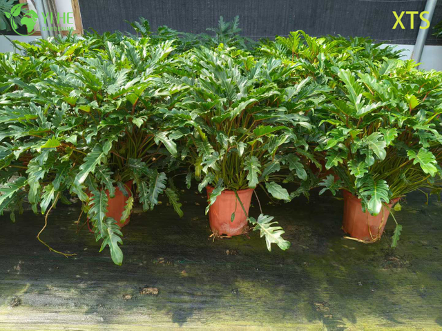 Wholesale Philodendron Selloum Hope Live Tropical Houseplant Bonsai