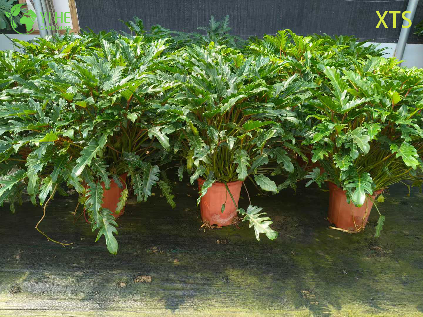 Wholesale Philodendron Selloum Hope Live Tropical Houseplant Bonsai