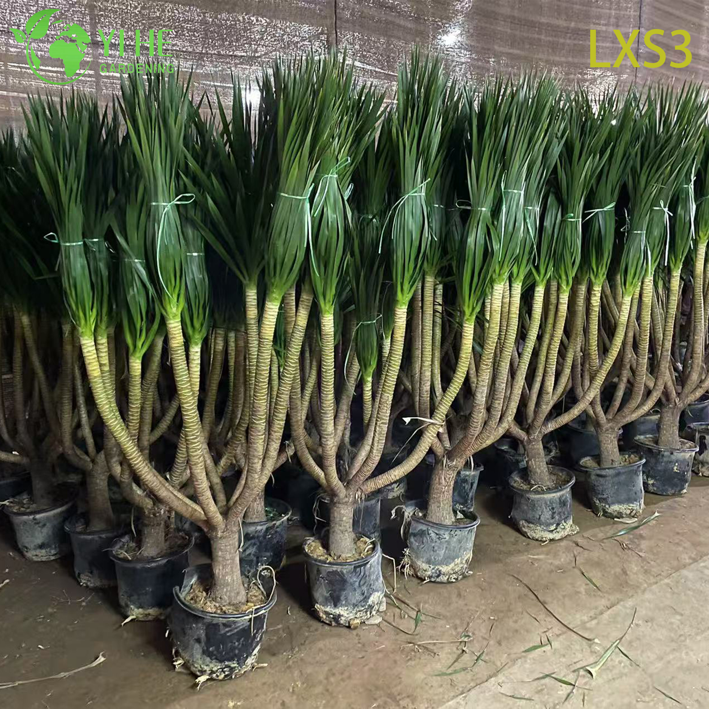 Wholesale Dracaena Draco Tree Live Mature Dragon Blood Tree for Export Bonsai