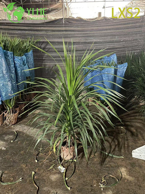 Wholesale Dracaena Fragrans 'Massangeana' Live Plants for Indoor Home Decor Bonsai