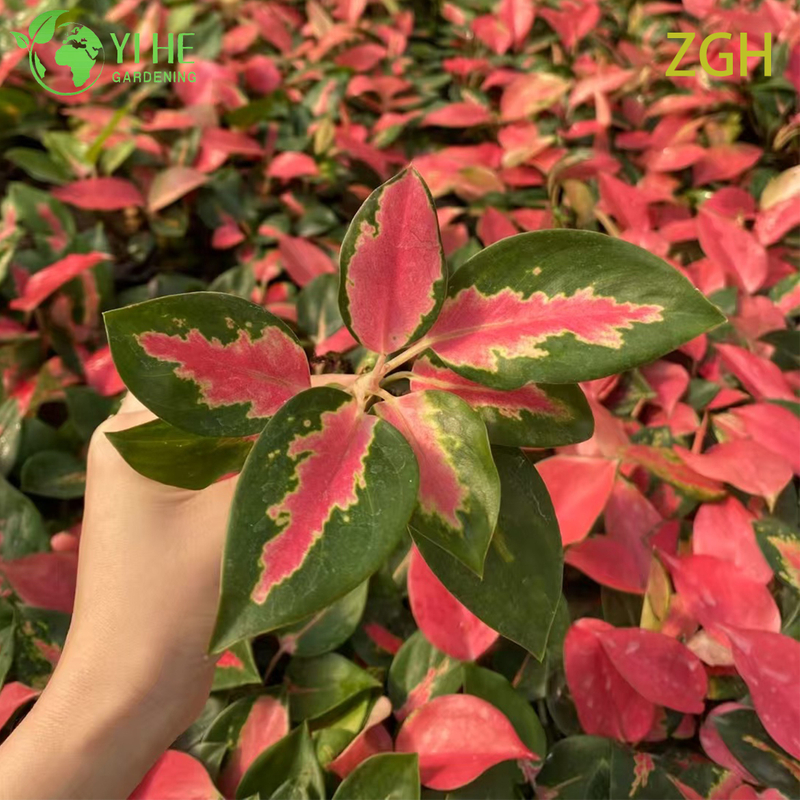 Aglaonema China Red Seedling Indoor Plant Tropical Evergreen Decorative Foliage Air Purifying