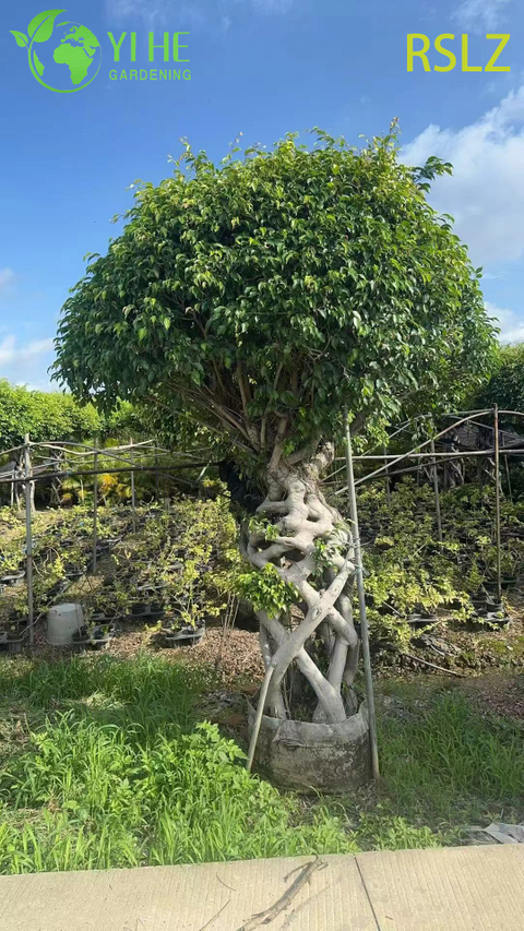 Woven Ficus Cage A Braided Trunk Live Plant Sculpture Bonsai