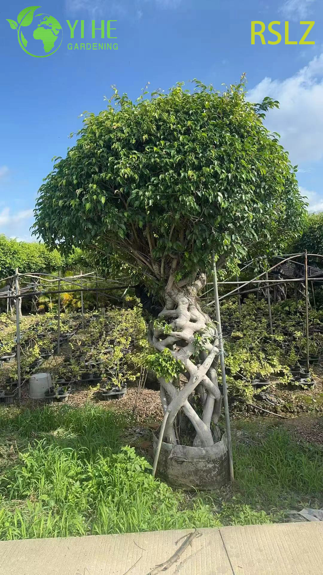 Woven Ficus Cage A Braided Trunk Live Plant Sculpture Bonsai