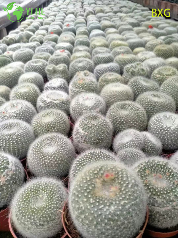 Wholesale Orange Flowering Rebutia Cactus Live Mini Plant Decor Bonsai