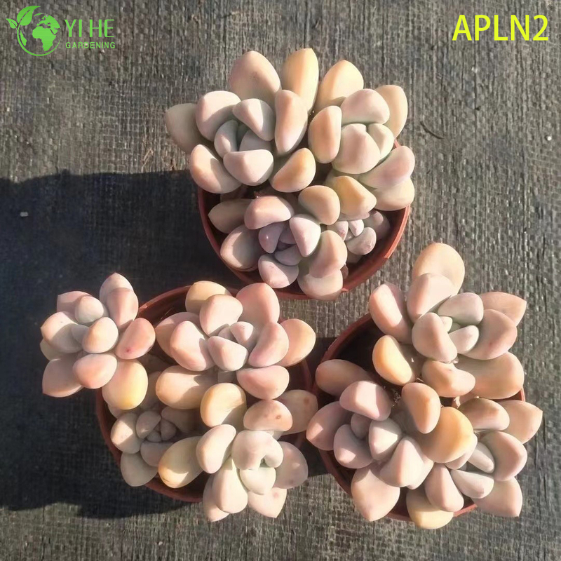 Wholesale Apricot A Grim One Mature Succulent Cluster Plant Bonsai