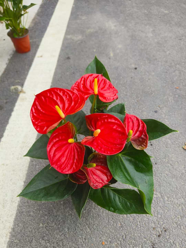 Anthurium