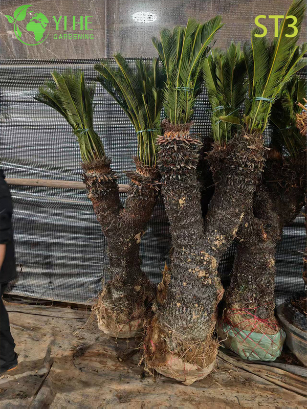 Ornate Multi - trunked Cycas Revoluta, Evergreen Tropical Ornamental Plant