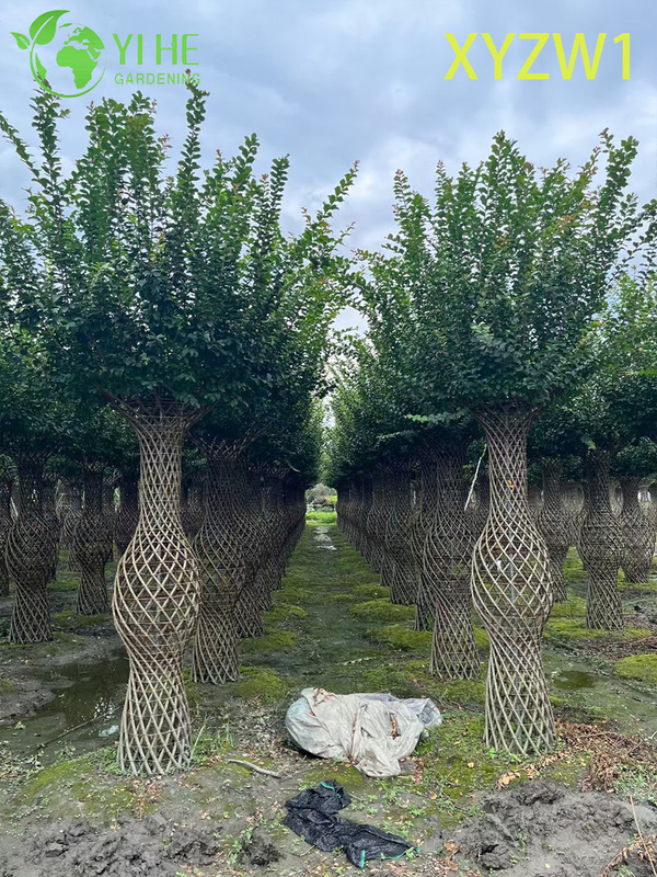 Ornamental Lagerstroemia parviflora, Vase - shaped Topiary Tree, Flowering Garden Decor Plant