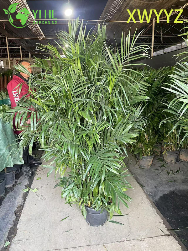 Potted Hawaiian Palm (Pritchardia gaudichaudii), Tropical Evergreen Indoor/Outdoor Decor Plant