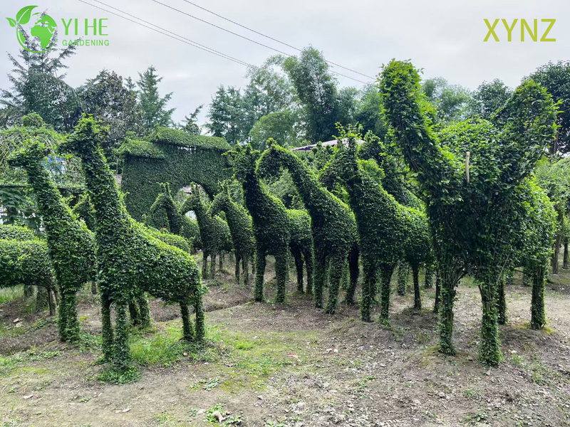 Animal - shaped Ligustrum quihoui Carr, Ornamental Evergreen Topiary Plants